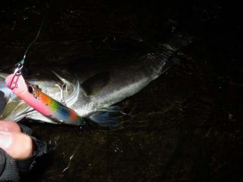 8kx99fx3t9gjvrn2eygg_480_480-c860e606.jpg