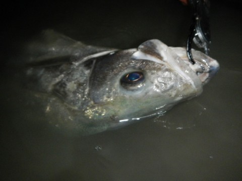 8mabhcbbok57dnkdrwtw_480_480-30609437.jpg