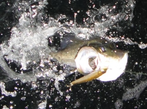 8mffov39cm2gi57xjhe4_480_480-2e953459.jpg
