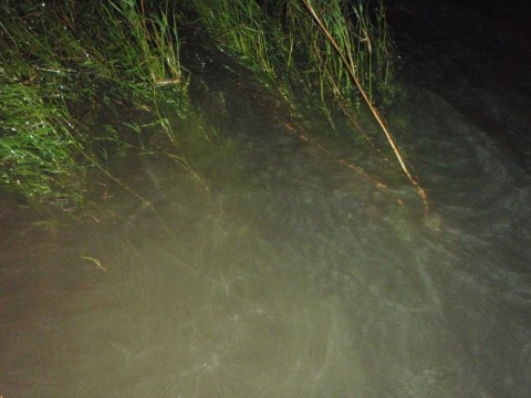 8nkgueeaazj3zxgd6896_480_480-7d269f20.jpg