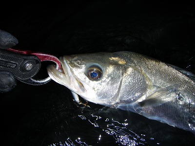 8nosakyu8xxoeyz8weep-509f02e7.jpg