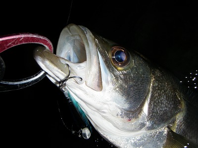 8on9ooc3tbumior7sbzr-85c88e13.jpg
