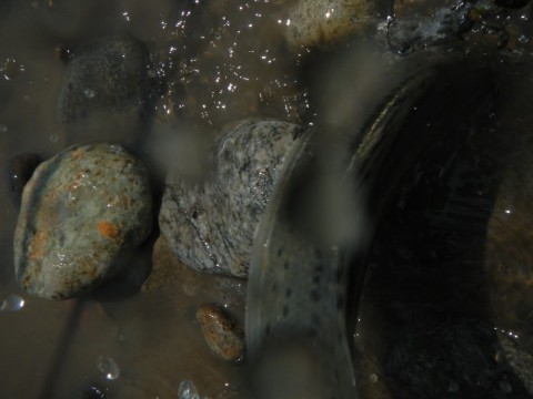 8osdphnb5taavsxawm68_480_480-0b253b5e.jpg