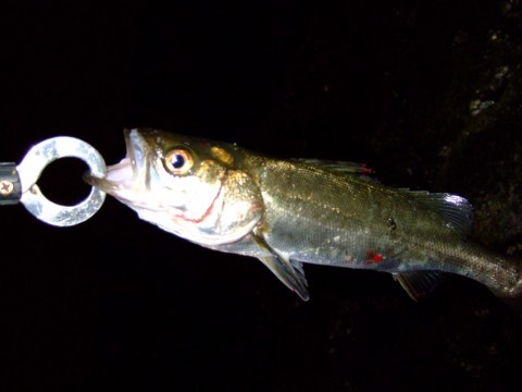 8p5zw2hew2syhw2srhwg_480_480-c24ca0c8.jpg