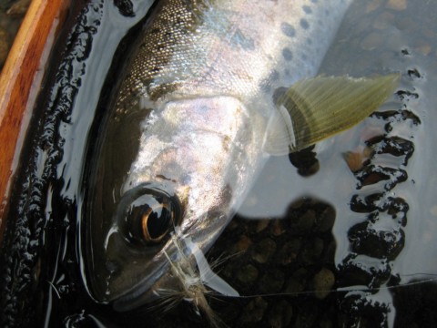 8p6mv3wai835wxfveg2y_480_480-5d428b37.jpg
