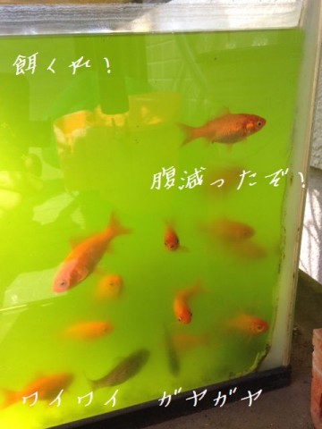 8pc2ncgjcm4jttnxxhb2_480_480-00941902.jpg