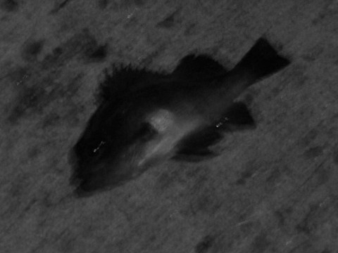 8pt5ftmrx7n3i9hijx9k_480_480-0998f89c.jpg