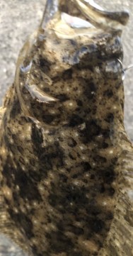 8pt77uv2w29dnywrj53z_250_480-8e52ad64.jpg