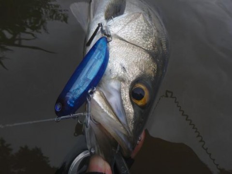 8pufkd6acwjr4b9ytfhm_480_480-08575e76.jpg