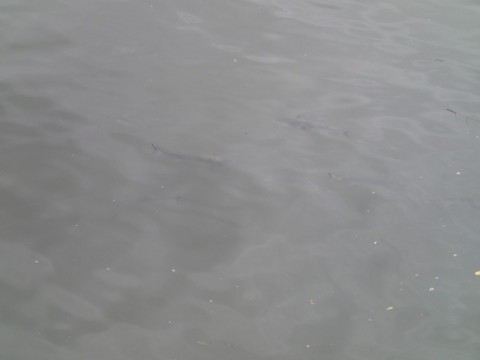 8rc5587bmhw9gvxkkvsw_480_480-195eaa14.jpg