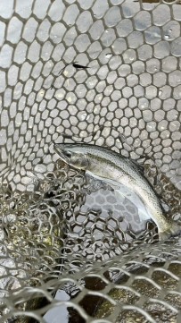 8s9mny4amtfapgbttri3_270_480-ec02d085.jpg