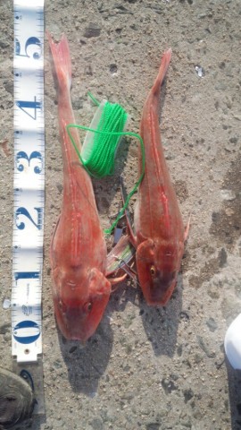 8sf5hz8s9vevh3ncmv72_518_920-d3cf006e.jpg