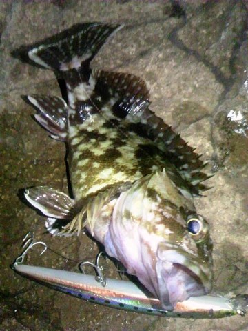 8shureph2orjogpchjsi_480_480-44a61ee1.jpg