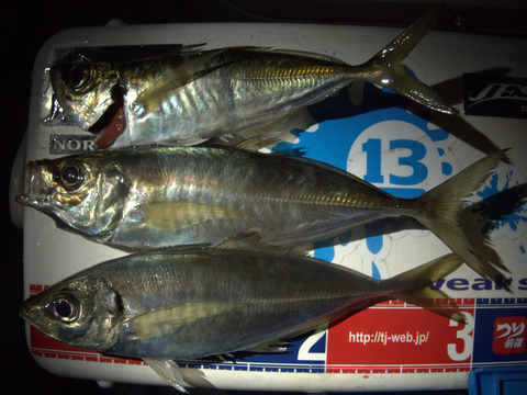 8siwipoirryr2mck46dh-893620aa.jpg