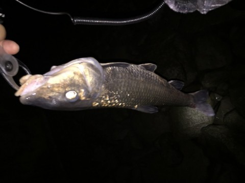 8uczu656g8z2uvugmour_480_480-d30e7970.jpg