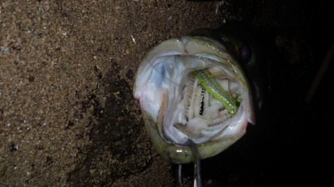 8udukyikph9nckg7u4nh_480_480-31732162.jpg