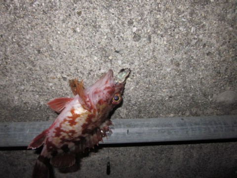 8vaceiyu8ypc6r88scp6_480_480-4d69ff5a.jpg