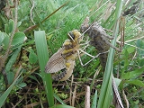 8vknjnhoydeyrz5mepap-b69948df.jpg