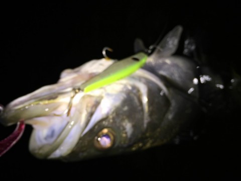 8whgk2b7xaa45bmnpws9_480_480-3638d9cd.jpg