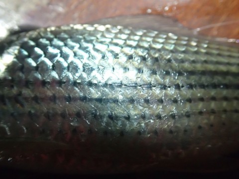 8wmzbo4ky8tz2wo8tvpv_480_480-5313265c.jpg