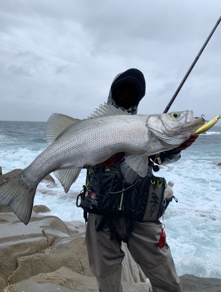 地に足つけて竿振る日記 私の思い出の魚 ヒラスズキ