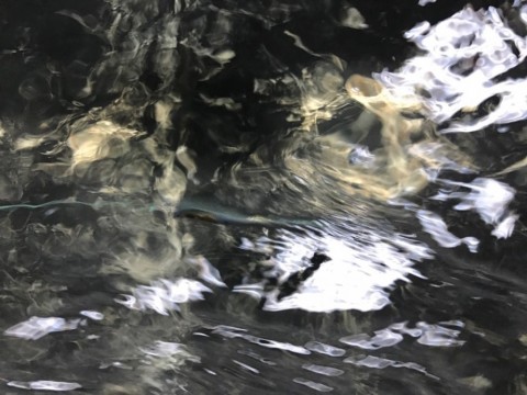 8xiway72orcfu2ysb74b_480_480-930893b1.jpg