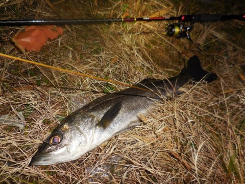 8xs9kz9p4hbrkuejswub_480_480-83fefdec.jpg