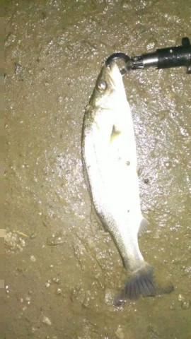 8yewufnxgy6ht4ks4gex_480_480-692e373b.jpg