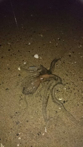 8ypwusmec7hjho82ki6m_518_920-687272aa.jpg