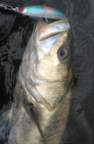 926ftkimcen7s62k8roa_605_920-5aca5f70.jpg
