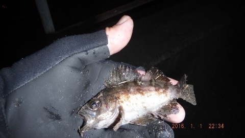 92ebi472ki35teo54bud_480_480-4b06c17a.jpg