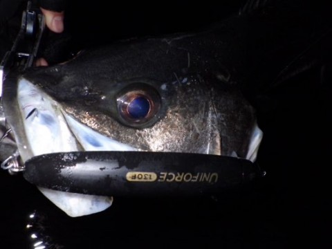 93pbuaivsbi954wckh64_480_360-22d8f260.jpg