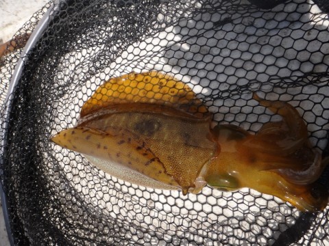 94eyj83g43x8yea6cacp_480_480-aecb2cf9.jpg