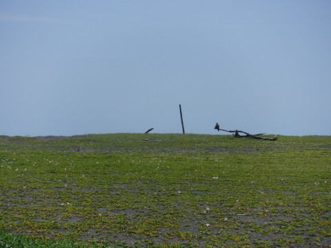 94jsmscbsjkpjvaiskkn_480_480-33c7e35e.jpg