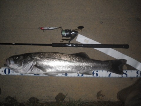 94pt24mtswv6kekto74u_480_480-ea741edc.jpg