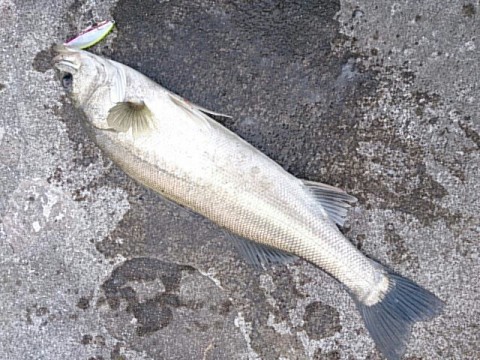 95ankfjhmzfn7h9we5fm_640_480-3c8e9017.jpg