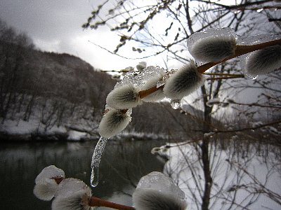 95cf3id4o4bp3pg5psuh-8c7785b7.jpg