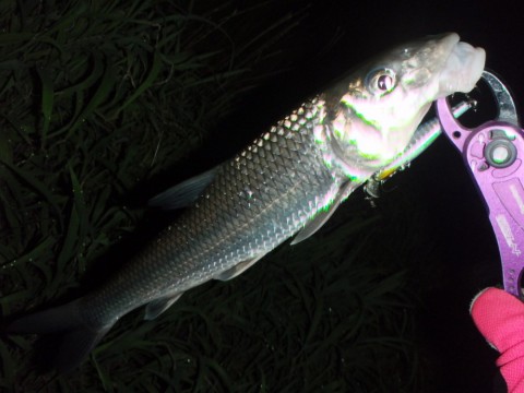95fbrs4ztc774uj9xnos_480_480-49871287.jpg