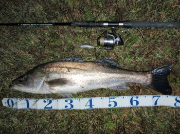 95mdj578hmw2339p2zrp-9aded86a.jpg