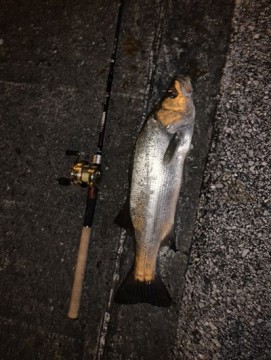 95mhvv2moe33dk56eibr_361_480-1c5ccfd4.jpg