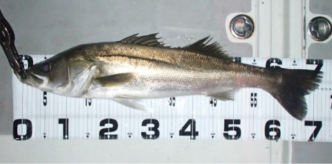 969obgi4m2vnocaerzo3_920_455-3b4235d8.jpg