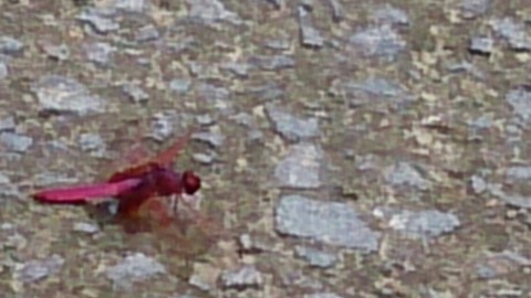 969uxnxsfzv7ai8egrks_920_517-045887b1.jpg