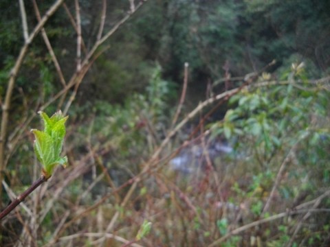 96iyiu8ib8iacxtz29gp_480_480-a373ab01.jpg