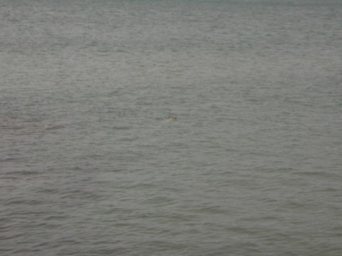 96tb5u4akj7vjjhebb4s_480_480-c7664257.jpg