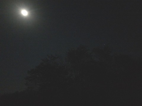 977znzwgfm7rp4rshj87_480_480-455826bc.jpg
