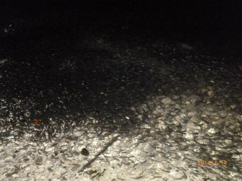 97d77nubhff8o5uitzdv_480_480-292dfd04.jpg
