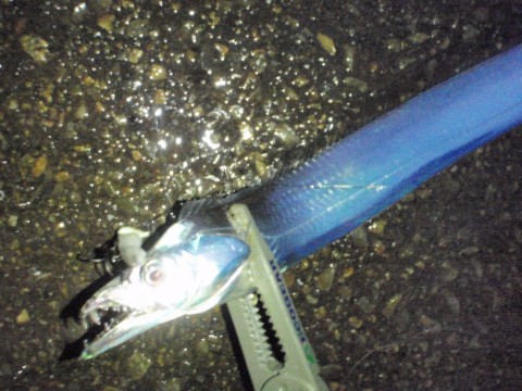 97ika8k585is3srbc4yf_480_480-9343819e.jpg