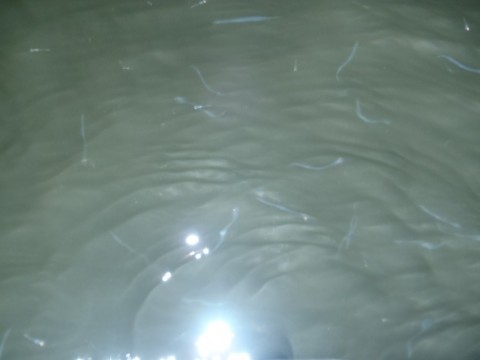 97p3nyejfcuivinof8gu_480_480-90d78ea1.jpg