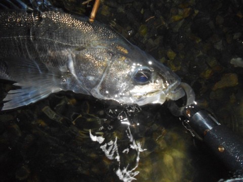 97ywnrdwa487buz5jhmc_480_480-85979f23.jpg