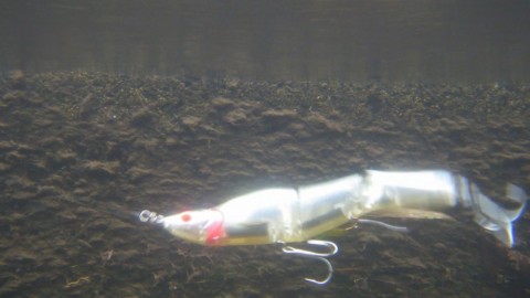 985y4opyhrbwmdbok4yw_480_480-15f3ec87.jpg